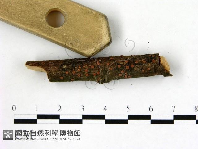 登錄號:F0009313藏品圖，第1張