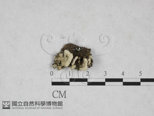 膠孔菌屬藏品圖，第1張