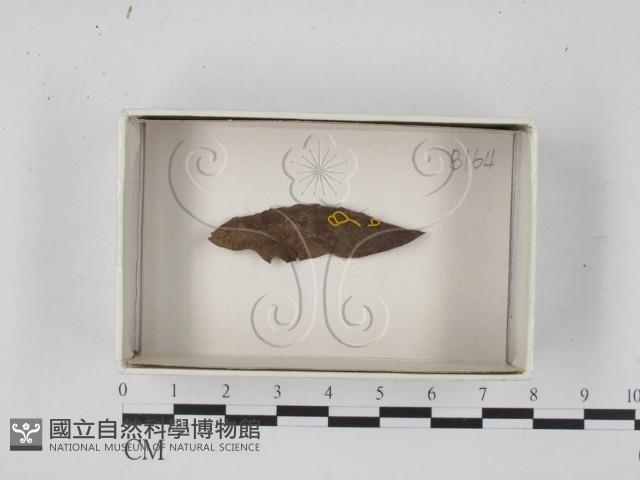 登錄號:F0018293藏品圖，第1張