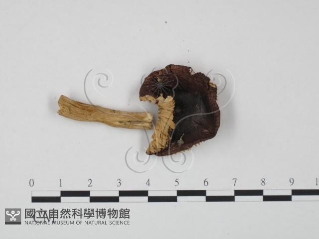 紅菇屬藏品圖，第1張