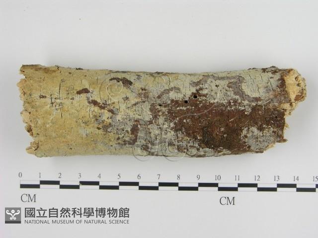 登錄號:F0000293藏品圖，第1張
