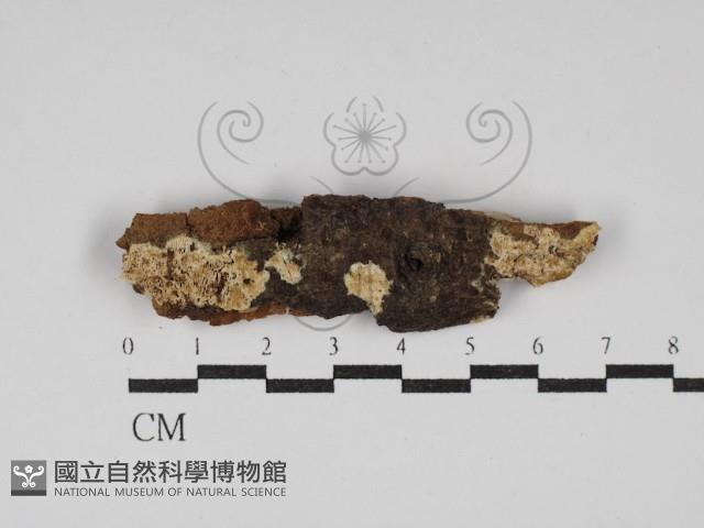 登錄號:F0030293藏品圖，第1張