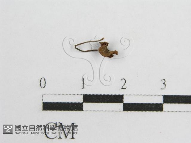 微皮傘屬藏品圖，第1張
