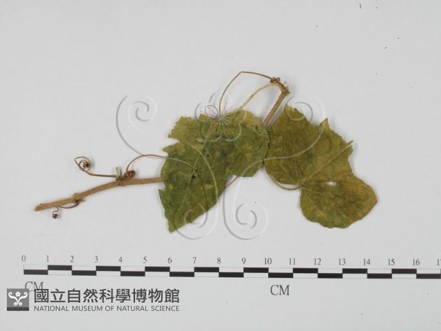 登錄號:F0021293藏品圖，第1張
