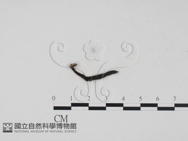 炭角菌屬藏品圖，第3張