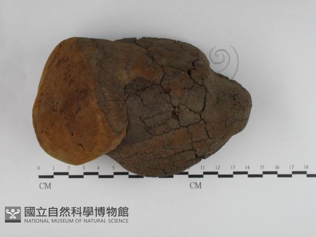 木層孔菌屬藏品圖，第1張