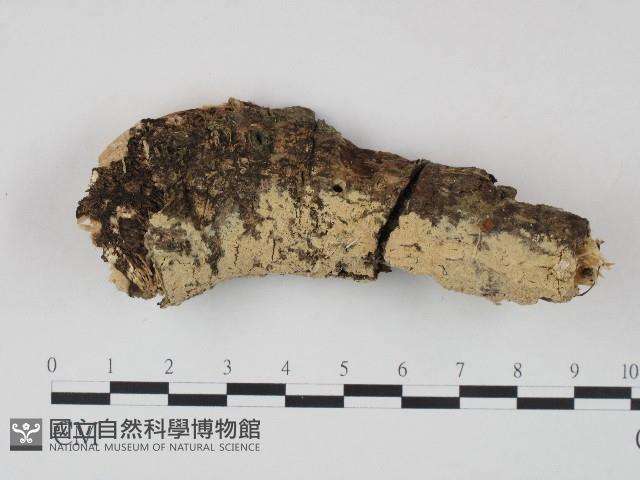 登錄號:F0004293藏品圖，第1張