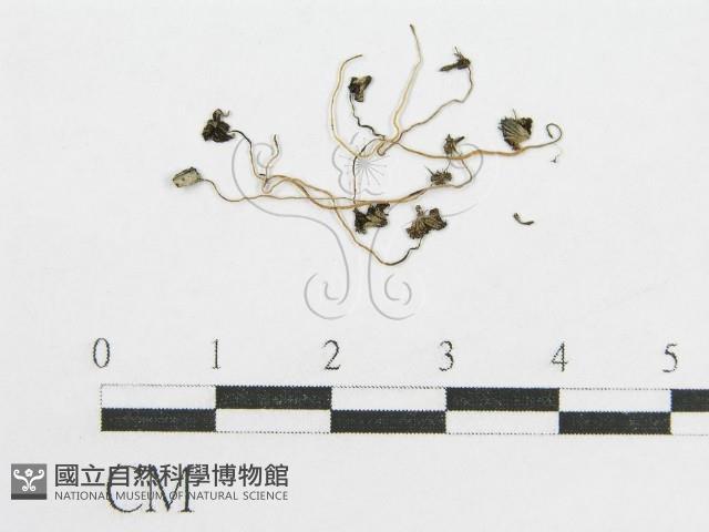 登錄號:F0014293藏品圖，第1張