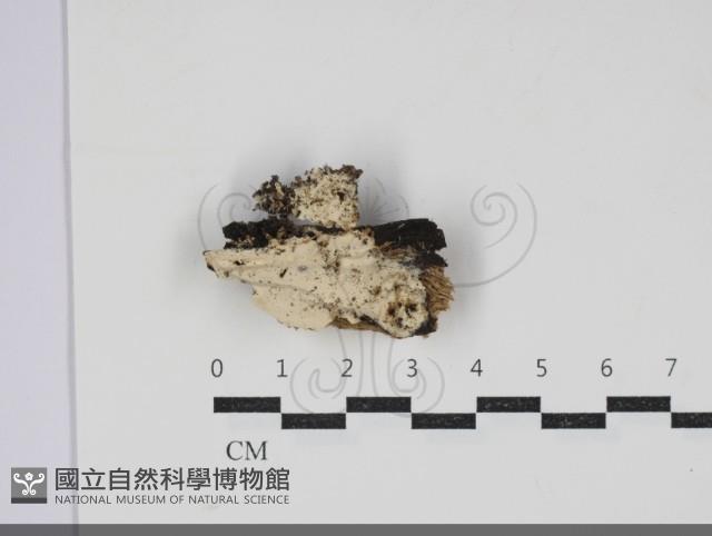 登錄號:F0034293藏品圖，第1張