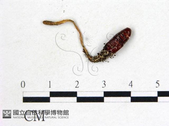 登錄號:F0022293藏品圖，第1張