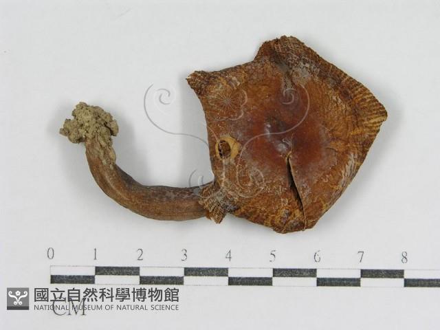 登錄號:F0002293藏品圖，第1張