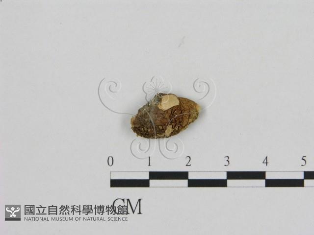 登錄號:F0012293藏品圖，第1張