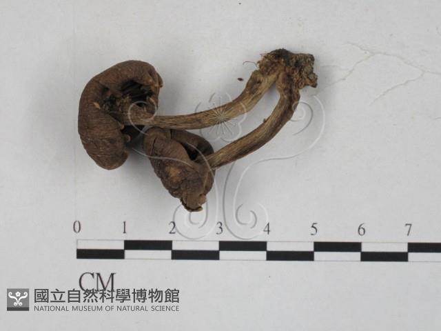 登錄號:F0027293藏品圖，第1張