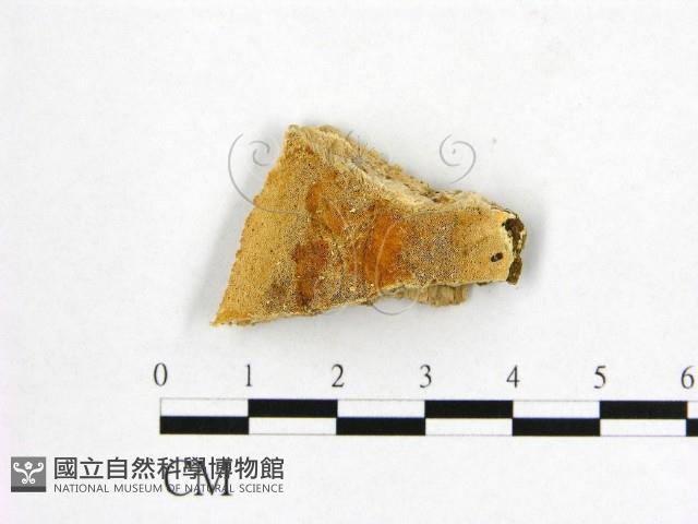 登錄號:F0017293藏品圖，第1張