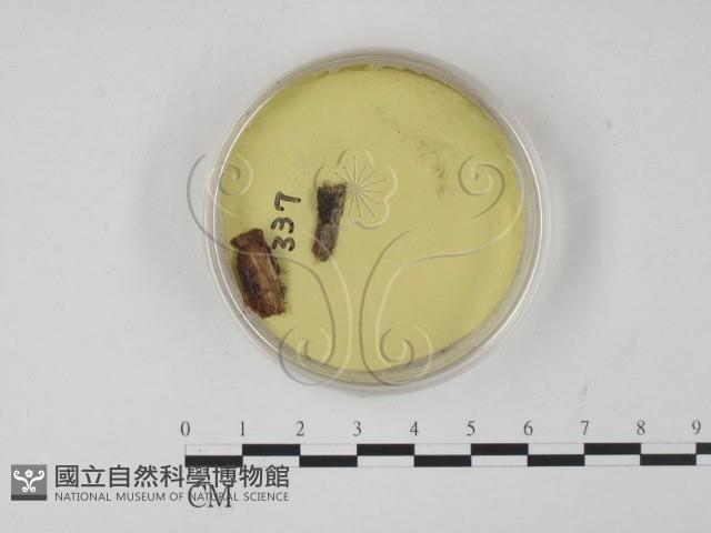 登錄號:F0005293藏品圖，第1張