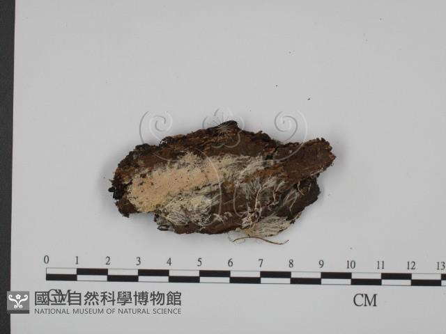 登錄號:F0015293藏品圖，第1張