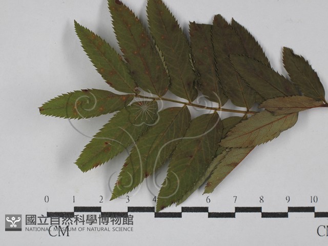 登錄號:F0029293藏品圖，第1張