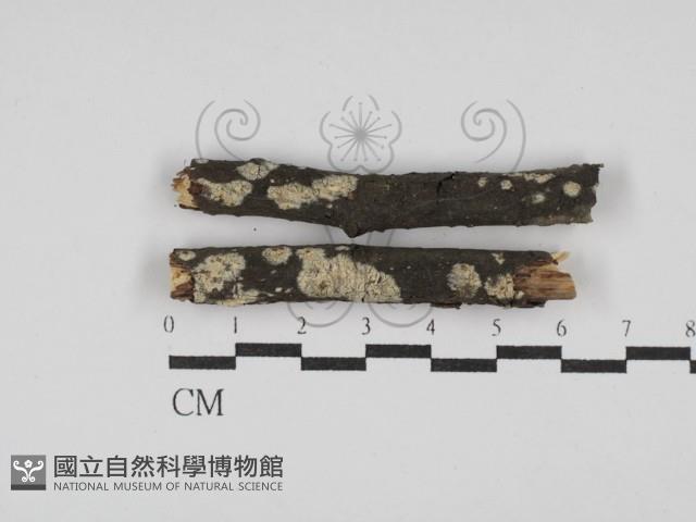 登錄號:F0009293藏品圖，第1張