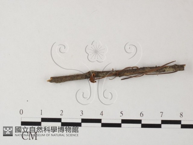 登錄號:F0023293藏品圖，第1張
