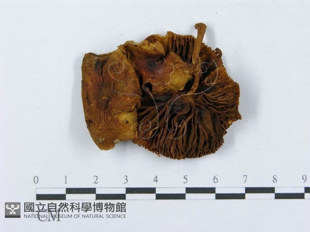 登錄號:F0003293藏品圖，第1張