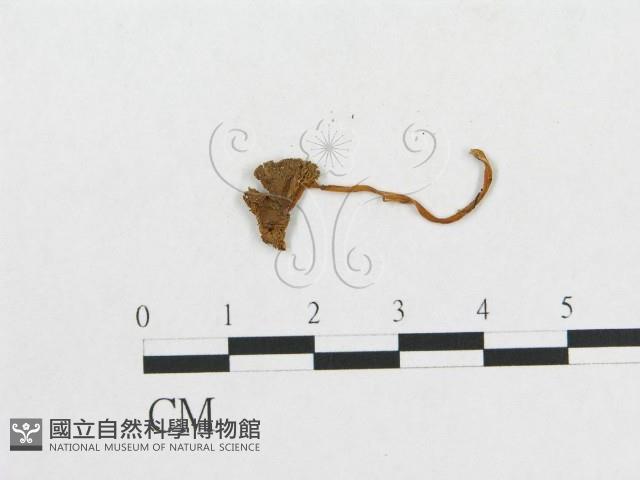 登錄號:F0013293藏品圖，第1張