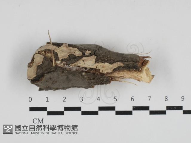 登錄號:F0033293藏品圖，第1張