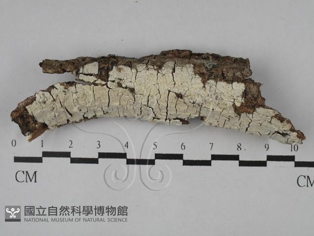 登錄號:F0028893藏品圖，第1張