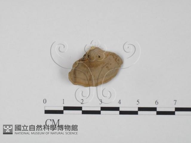 韌革菌屬藏品圖，第1張