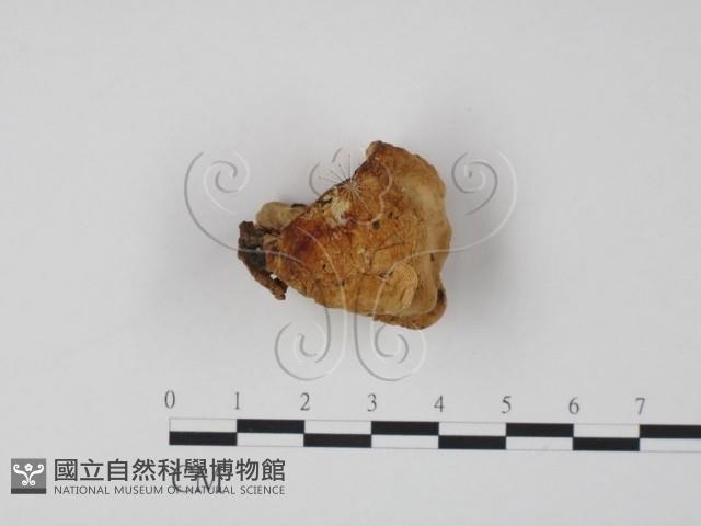 偏腫栓菌藏品圖，第1張