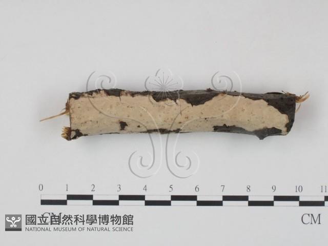 筍殼菌屬藏品圖，第1張