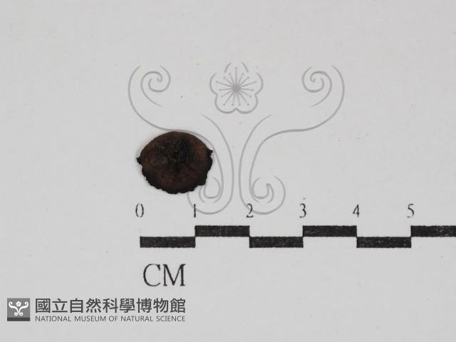 登錄號:F0030893藏品圖，第1張