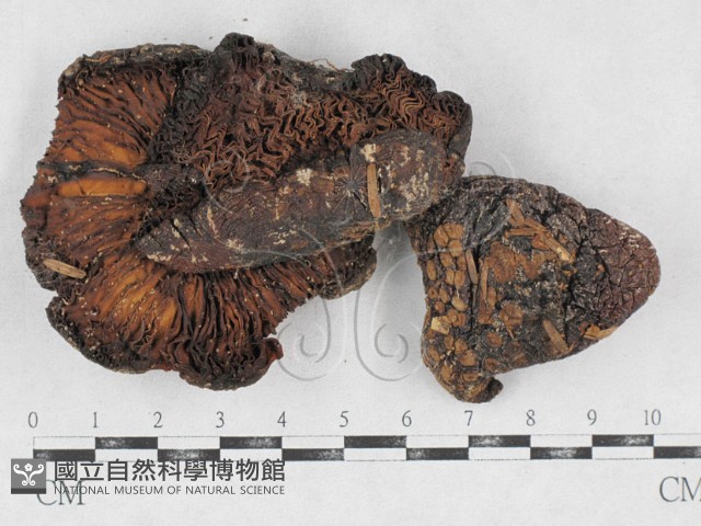 登錄號:F0026893藏品圖，第1張