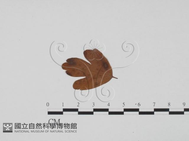 登錄號:F0011893藏品圖，第1張