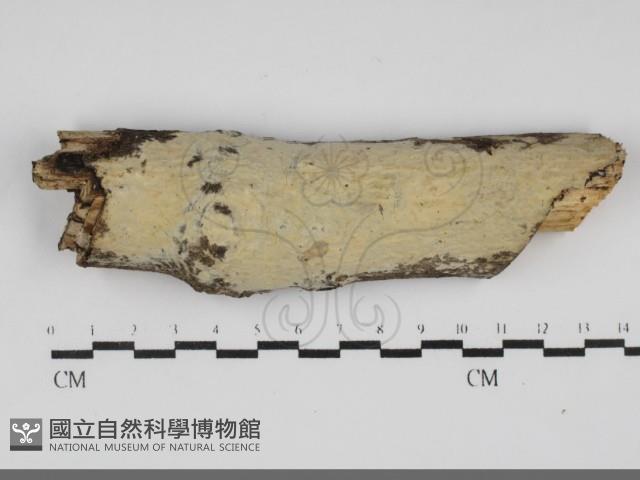 登錄號:F0031893藏品圖，第1張