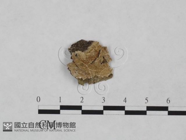 射脈菌屬藏品圖，第1張