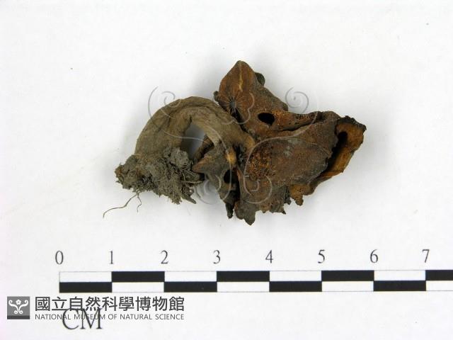登錄號:F0012893藏品圖，第1張
