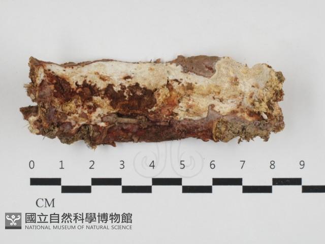 多年臥孔菌屬藏品圖，第1張