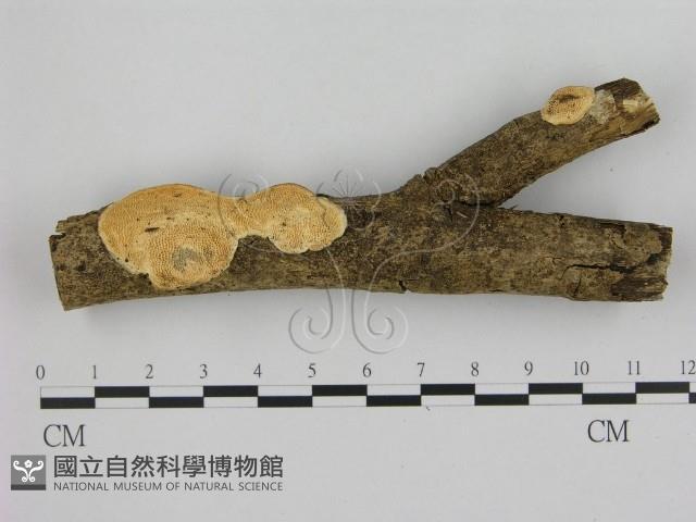 寡孔菌屬藏品圖，第1張