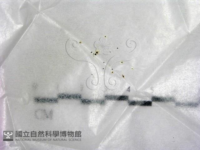 登錄號:F0017893藏品圖，第1張