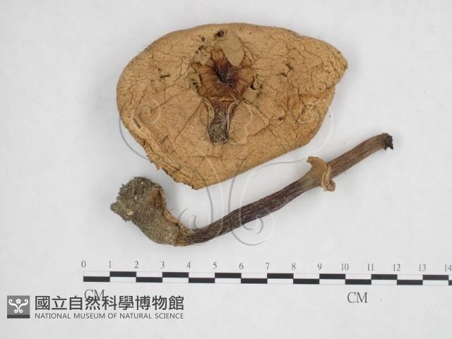 登錄號:F0025893藏品圖，第1張
