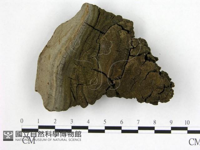 登錄號:F0005893藏品圖，第1張
