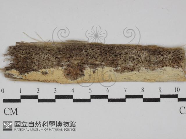 登錄號:F0029893藏品圖，第1張