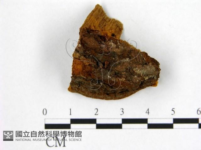 登錄號:F0019893藏品圖，第1張