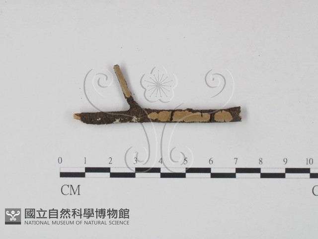 登錄號:F0003893藏品圖，第1張