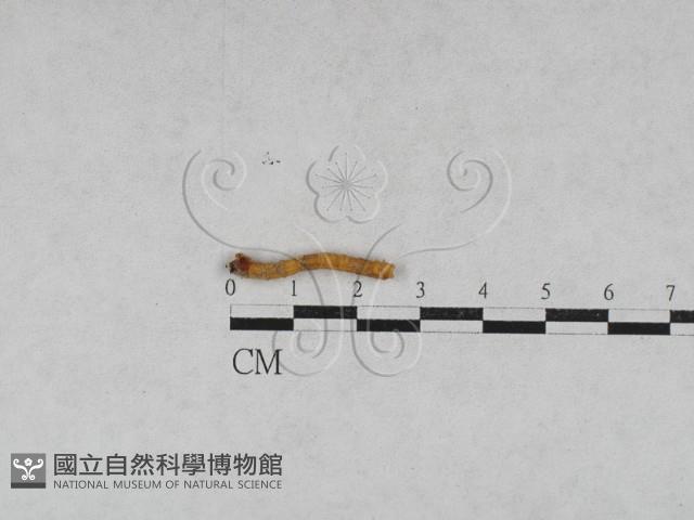 登錄號:F0013893藏品圖，第1張