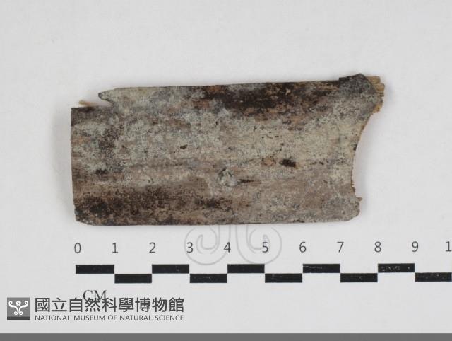 剛毛絲皮菌藏品圖，第1張