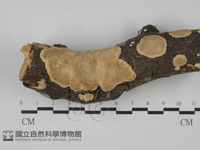 登錄號:F0028993藏品圖，第1張