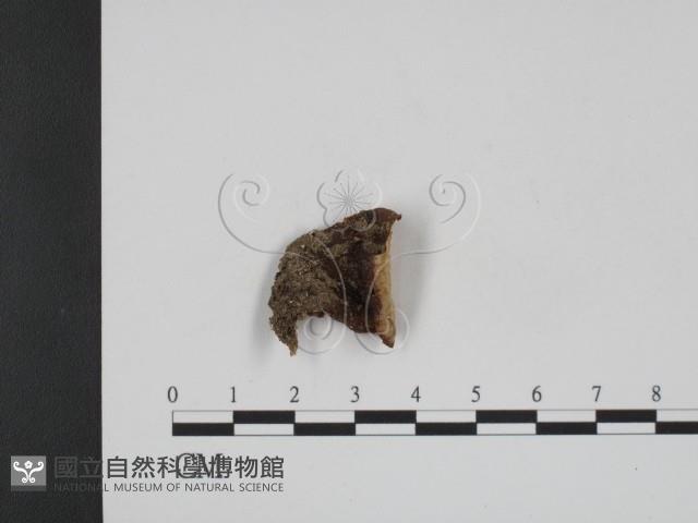 登錄號:F0008993藏品圖，第1張