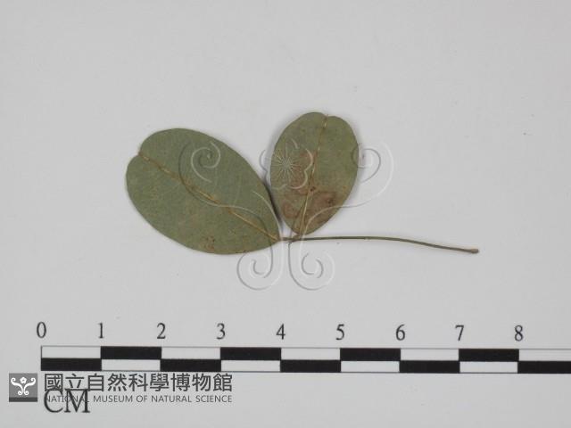 登錄號:F0018993藏品圖，第1張