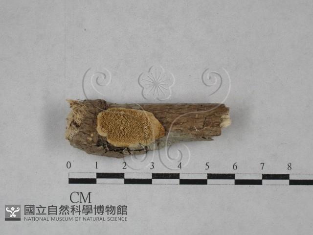 登錄號:F0020993藏品圖，第1張